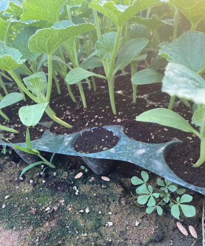 小众送妈妈的花有哪些花