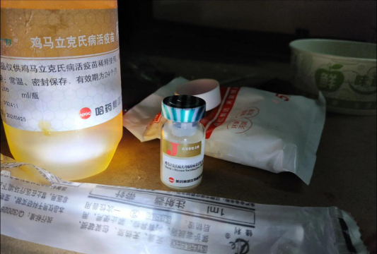 小众送妈妈的花有哪些花