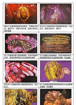 小众送妈妈的花有哪些花