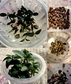 小众送妈妈的花有哪些花