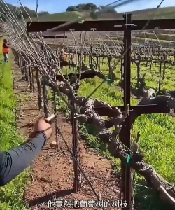 小众送妈妈的花有哪些花