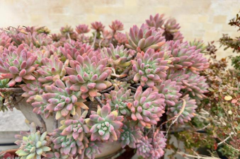 小众送妈妈的花有哪些花