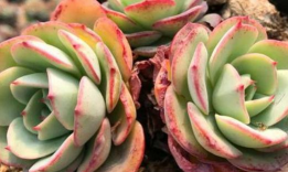 小众送妈妈的花有哪些花