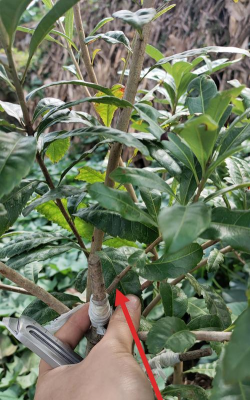 小众送妈妈的花有哪些花