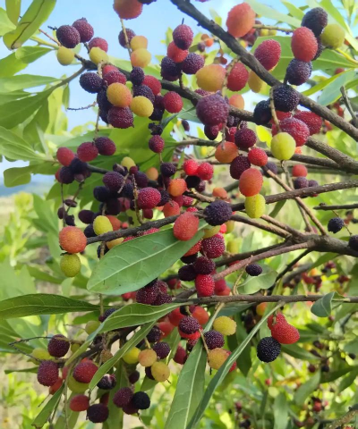 小众送妈妈的花有哪些花