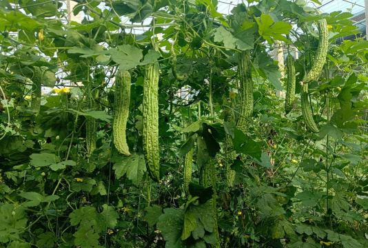 小众送妈妈的花有哪些花