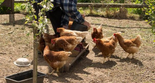小众送妈妈的花有哪些花