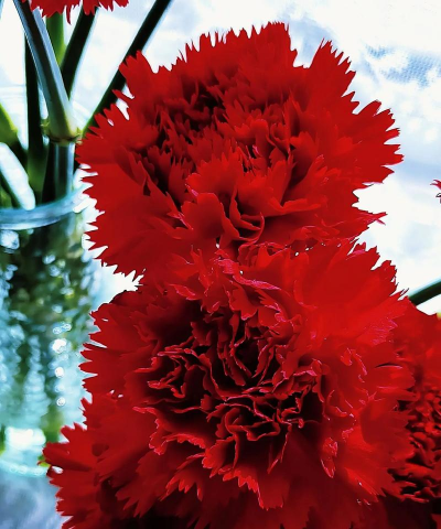 小众送妈妈的花有哪些花