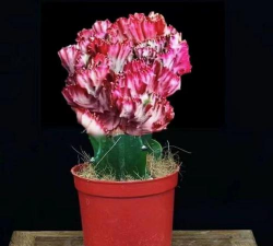 五指山麒麟的养殖方法