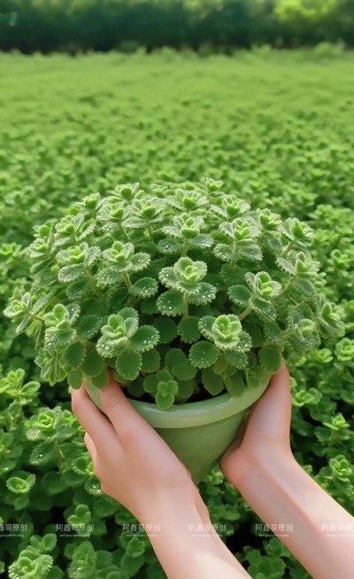 碰碰香长什么样