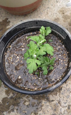 小众送妈妈的花有哪些花