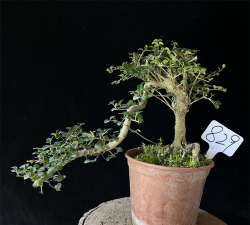 小众送妈妈的花有哪些花