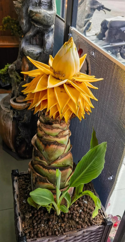 小众送妈妈的花有哪些花