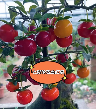 小众送妈妈的花有哪些花