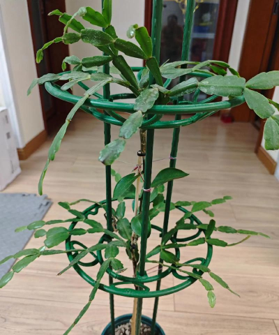 小众送妈妈的花有哪些花