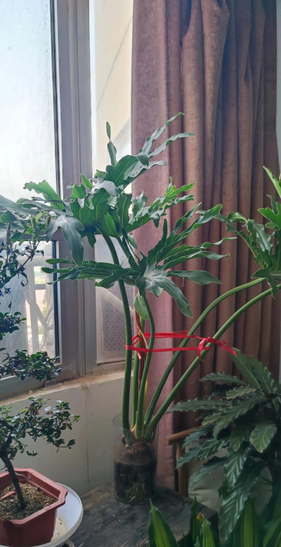 小众送妈妈的花有哪些花