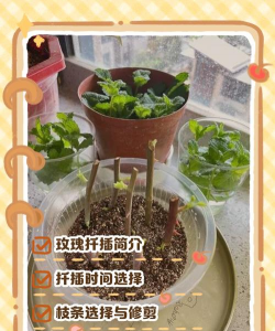 小众送妈妈的花有哪些花