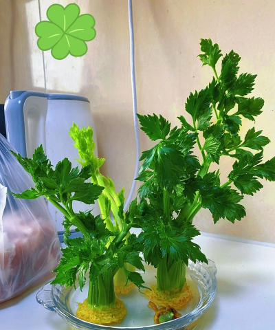 芹菜怎样浇水合适