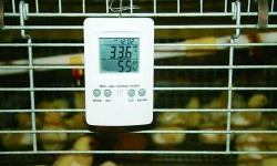 小众送妈妈的花有哪些花