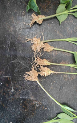 小众送妈妈的花有哪些花