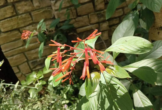 小众送妈妈的花有哪些花