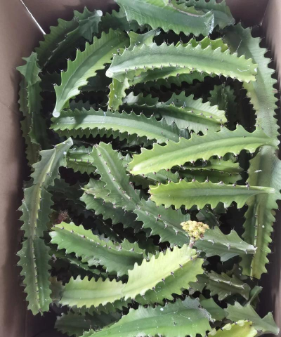 小众送妈妈的花有哪些花