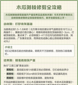 木瓜树怎样修剪