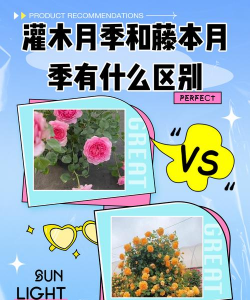 灌木月季和藤本月季有什么区别