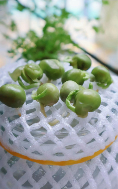 水培豌豆苗可以见光吗