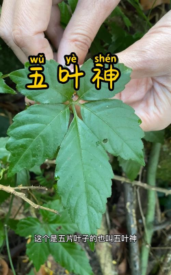 绞股蓝五叶和七叶的区别