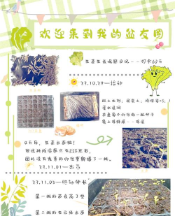 奶油生菜的种植方法和时间