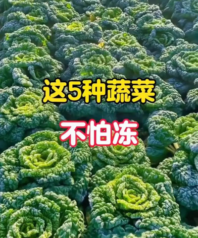 最耐寒的蔬菜品种