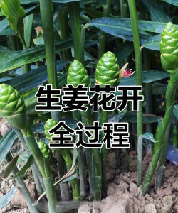 生姜会开花吗