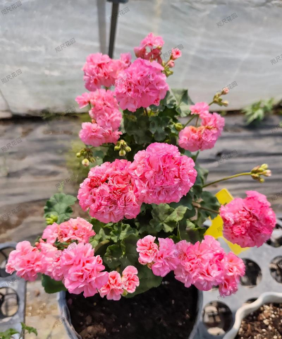 小众送妈妈的花有哪些花