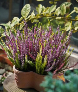 小众送妈妈的花有哪些花