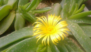 小众送妈妈的花有哪些花