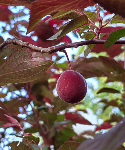 小众送妈妈的花有哪些花