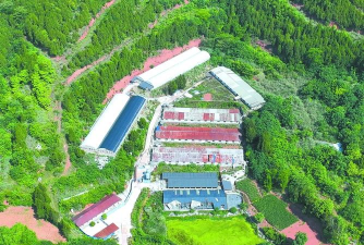 小众送妈妈的花有哪些花