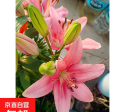 小众送妈妈的花有哪些花