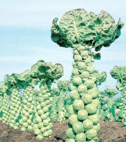 小众送妈妈的花有哪些花