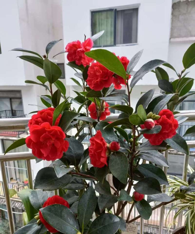 小众送妈妈的花有哪些花