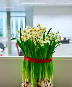 小众送妈妈的花有哪些花