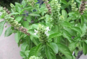 小众送妈妈的花有哪些花