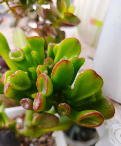 筒叶花月怎么叶插