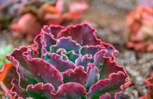 小众送妈妈的花有哪些花