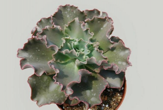 小众送妈妈的花有哪些花