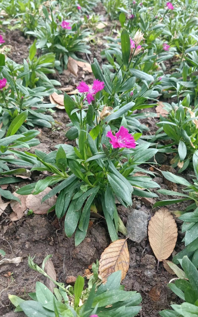 小众送妈妈的花有哪些花