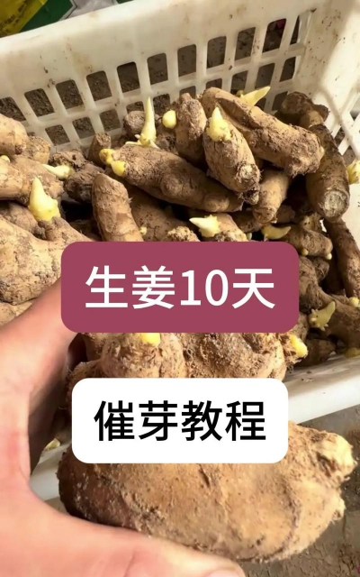 大姜二芽三芽期施什么肥