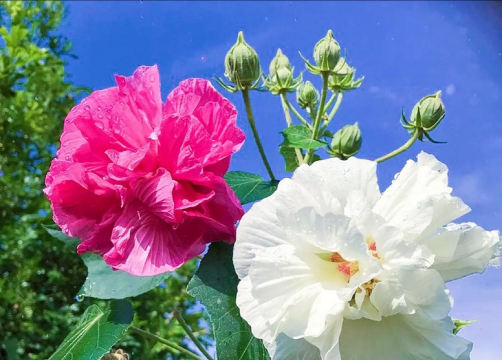 小众送妈妈的花有哪些花