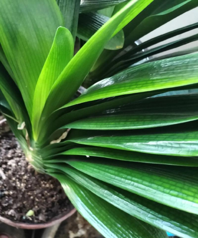 小众送妈妈的花有哪些花